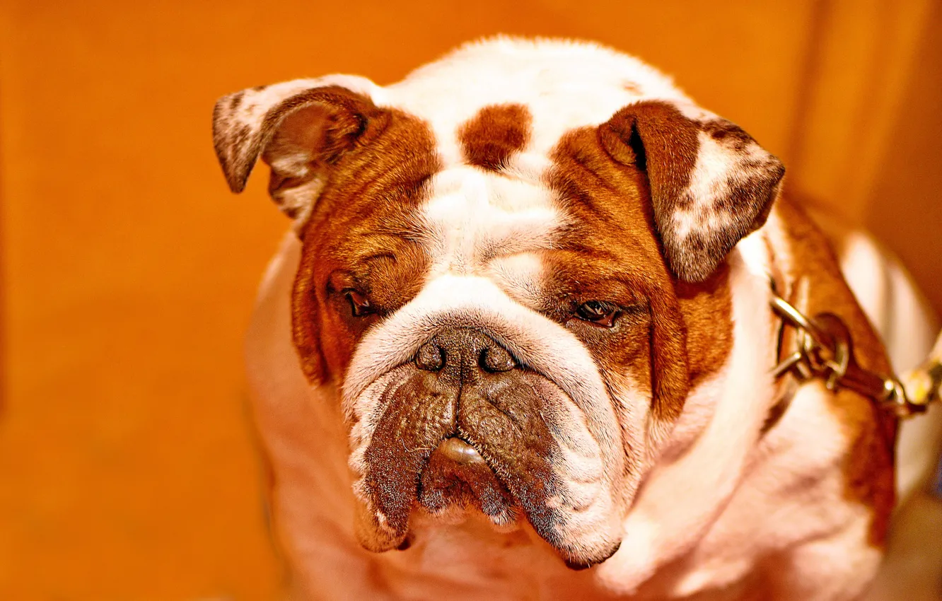 Photo wallpaper face, background, dog, bulldog, English bulldog