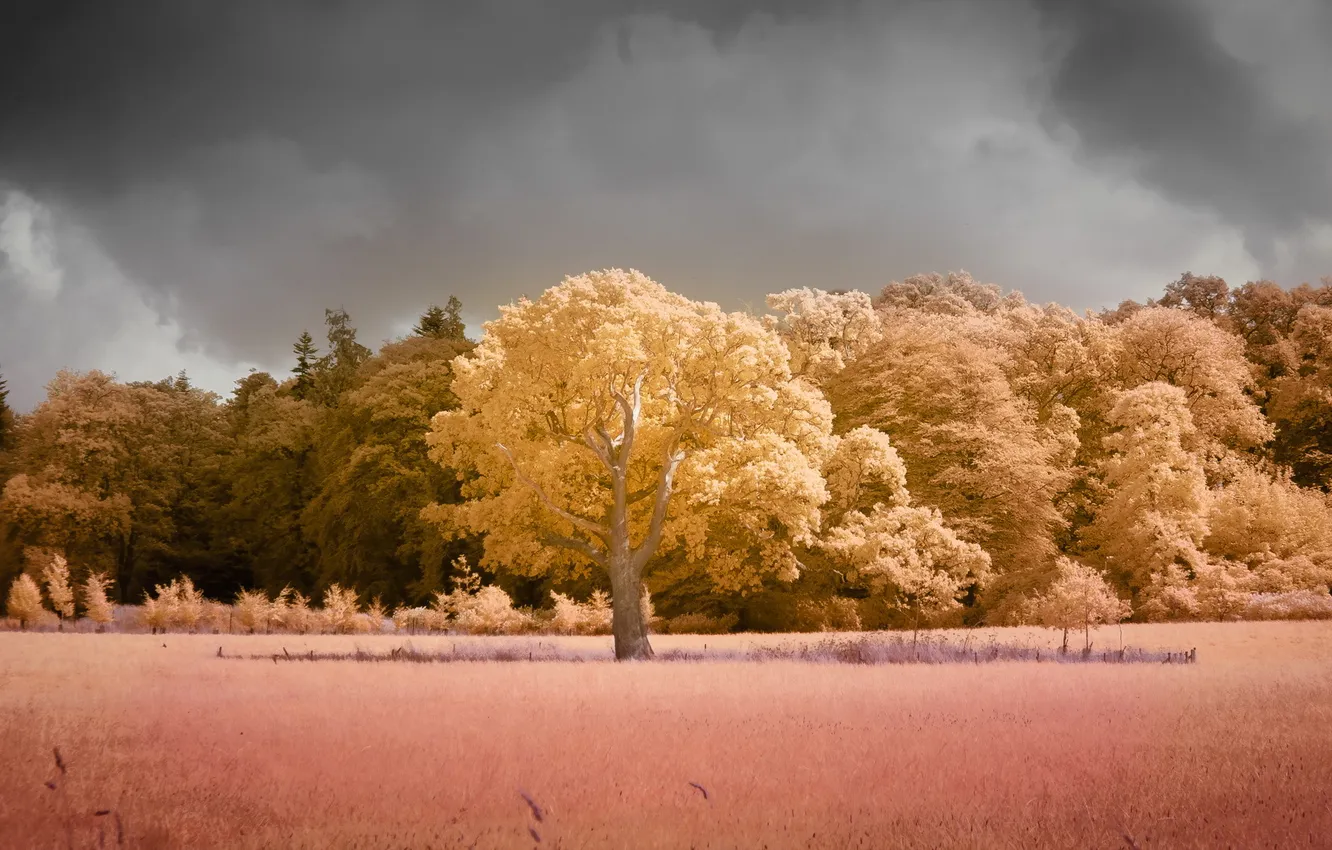 Photo wallpaper field, nature, tree, color