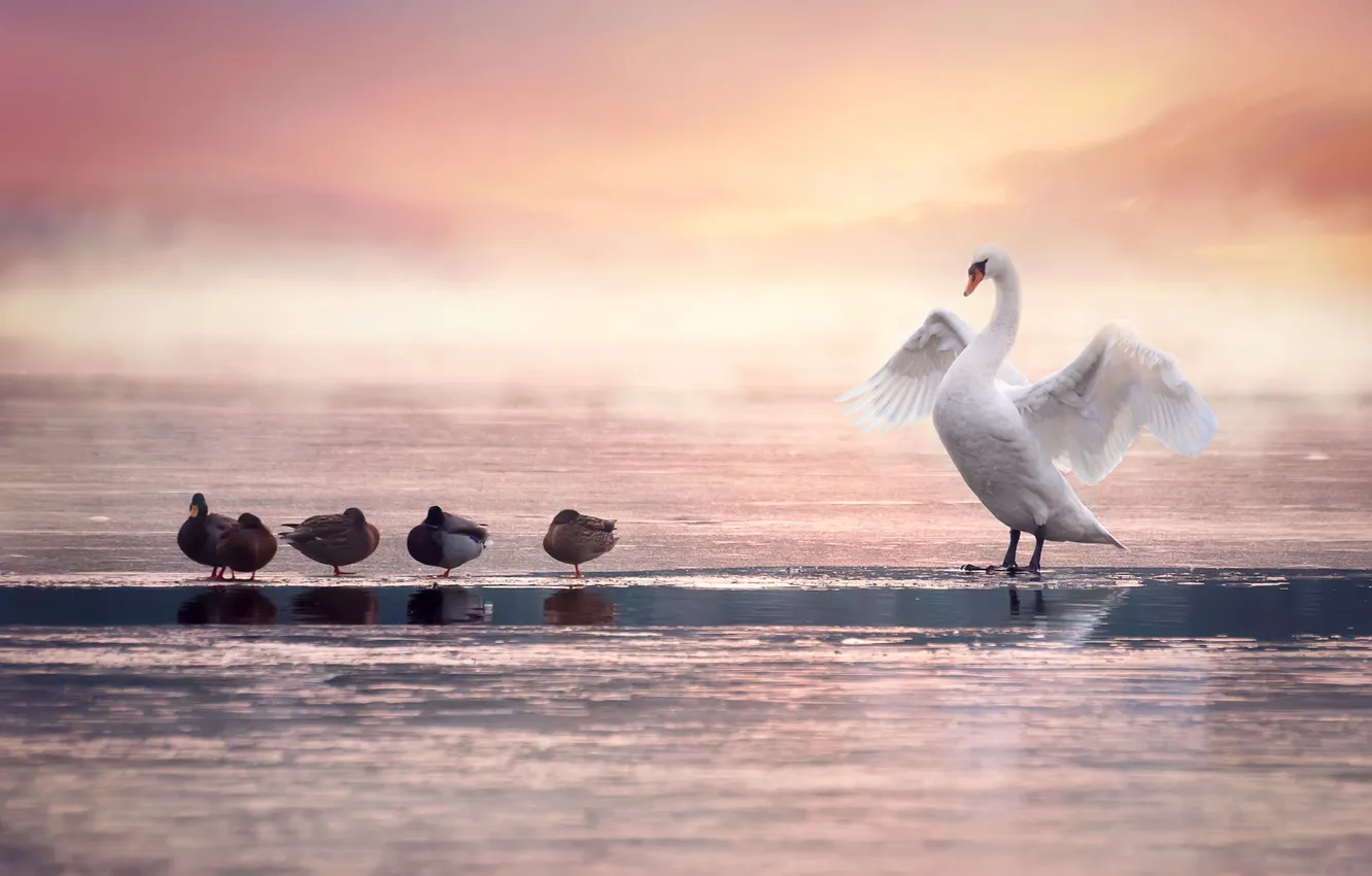 Photo wallpaper bird, duck, swans