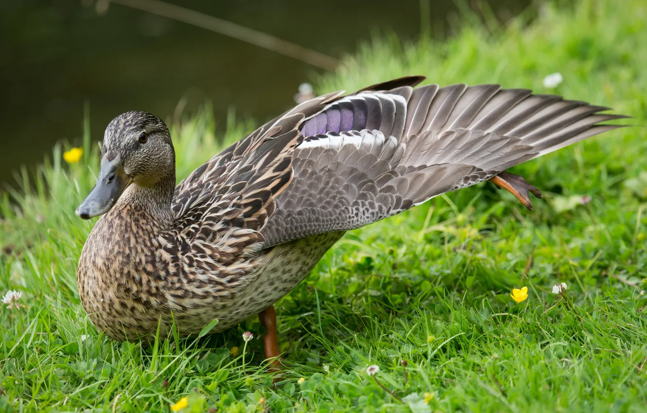 Photo wallpaper grass, bird, duck, wings
