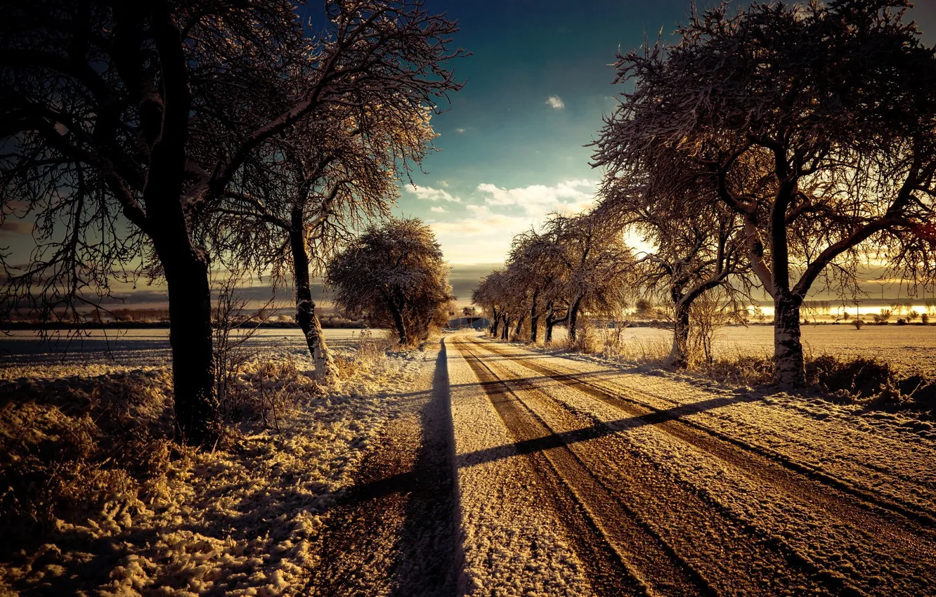 Photo wallpaper road, trees, shadow, morning