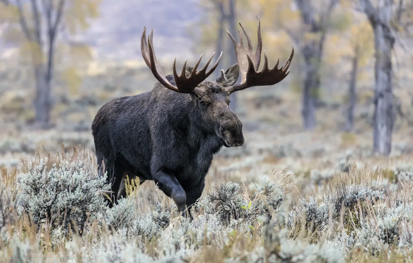 Photo wallpaper mountain, canada, bull, icon, large, fall, mammal, moose