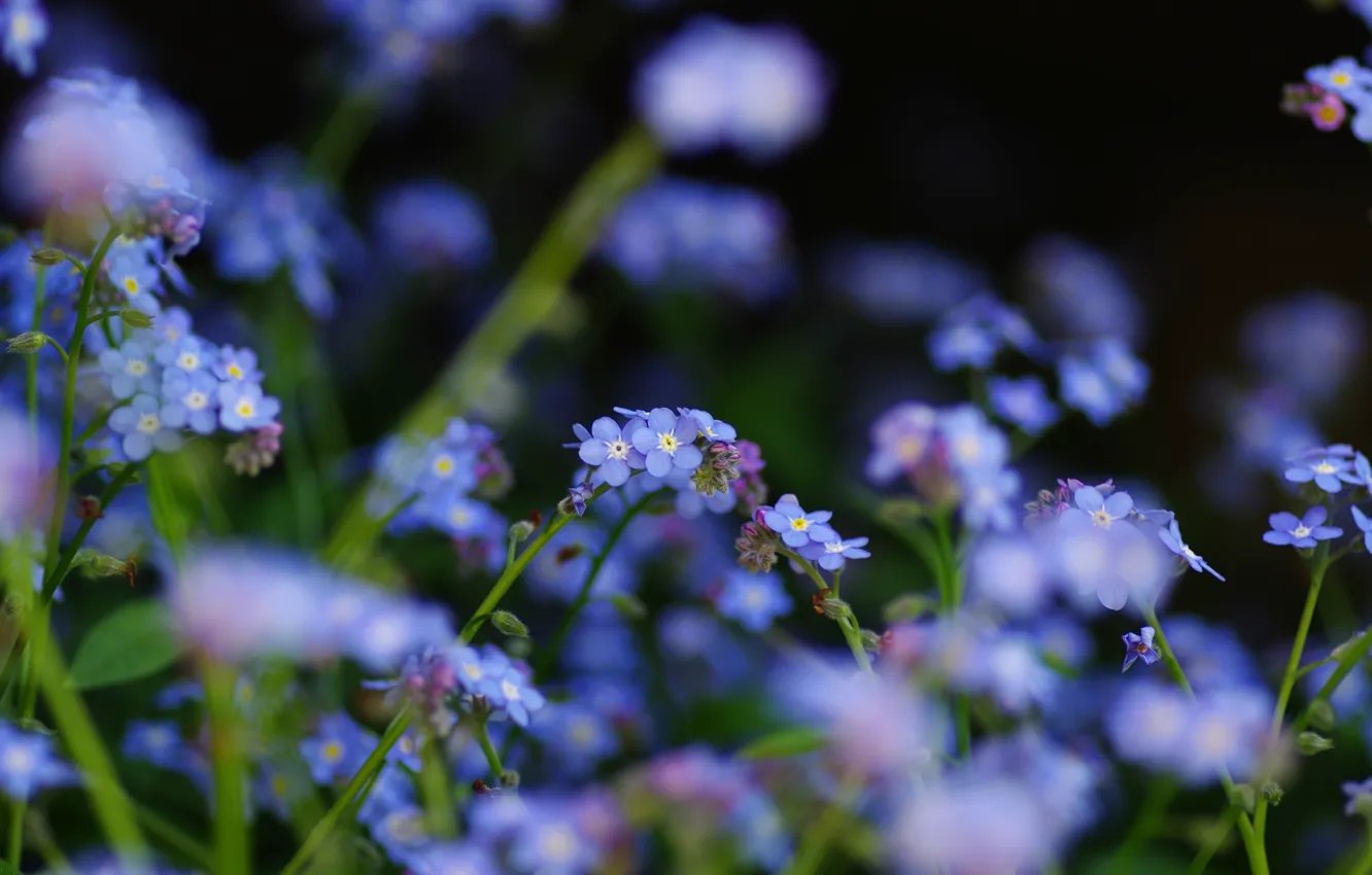 Photo wallpaper flowers, blue, focus, field, forget-me-nots