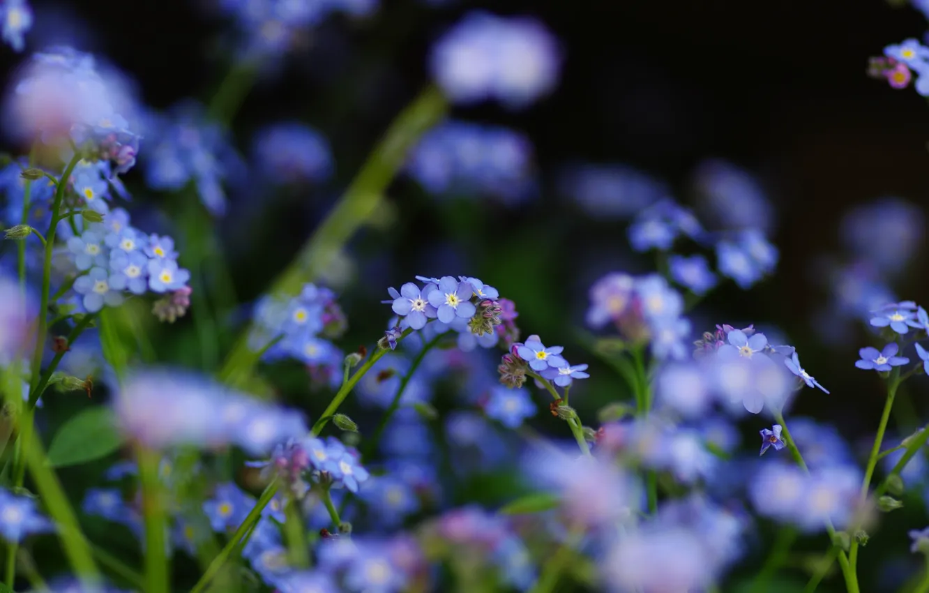 Photo wallpaper flowers, focus, field, blue, forget-me-nots