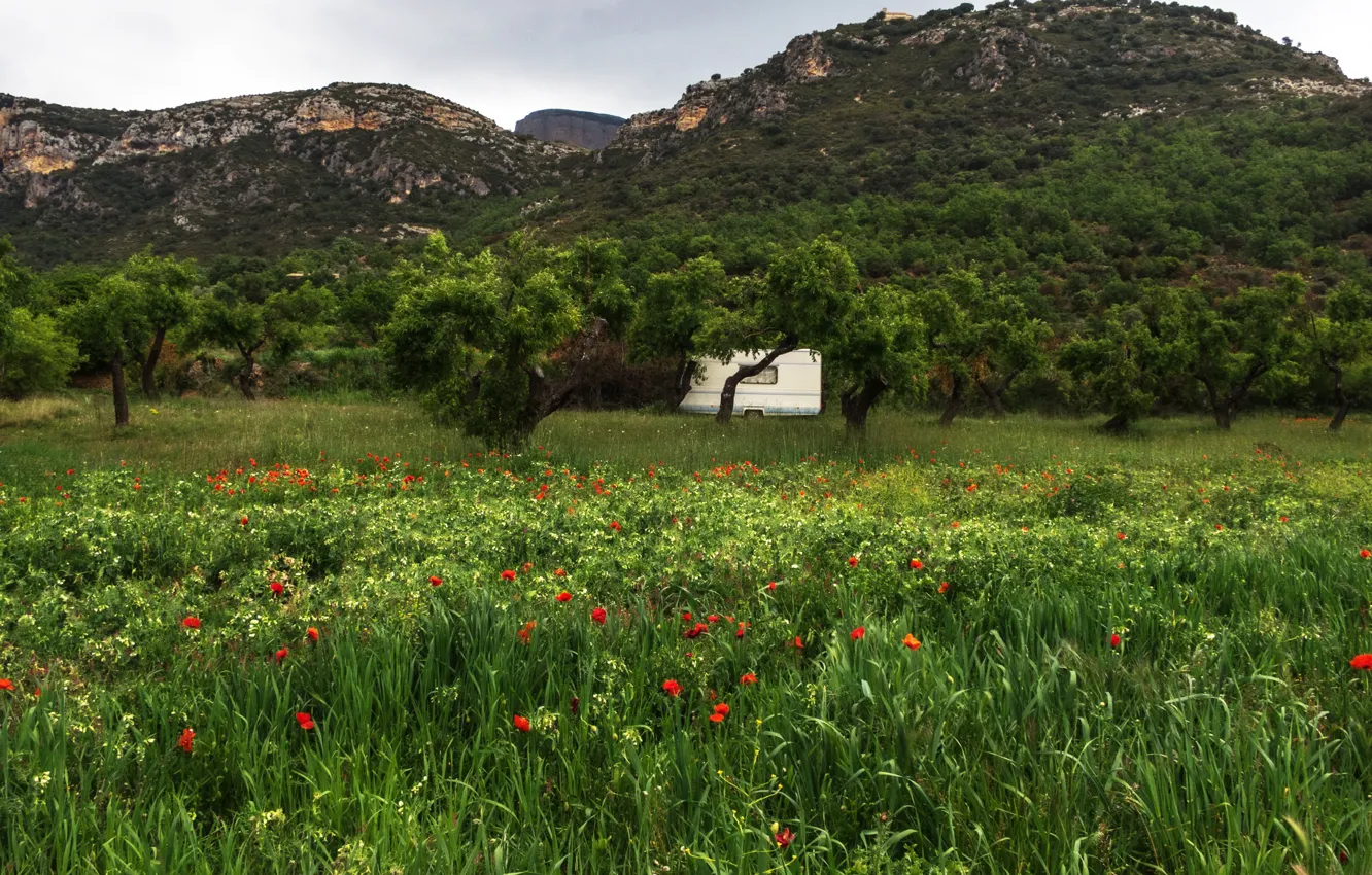 Photo wallpaper greens, field, grass, trees, flowers, mountains, stones, rocks