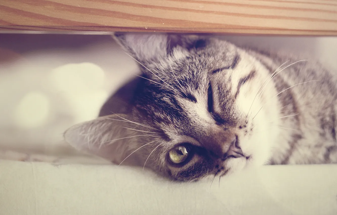 Photo wallpaper eyes, one, Koshak, looks, Kote