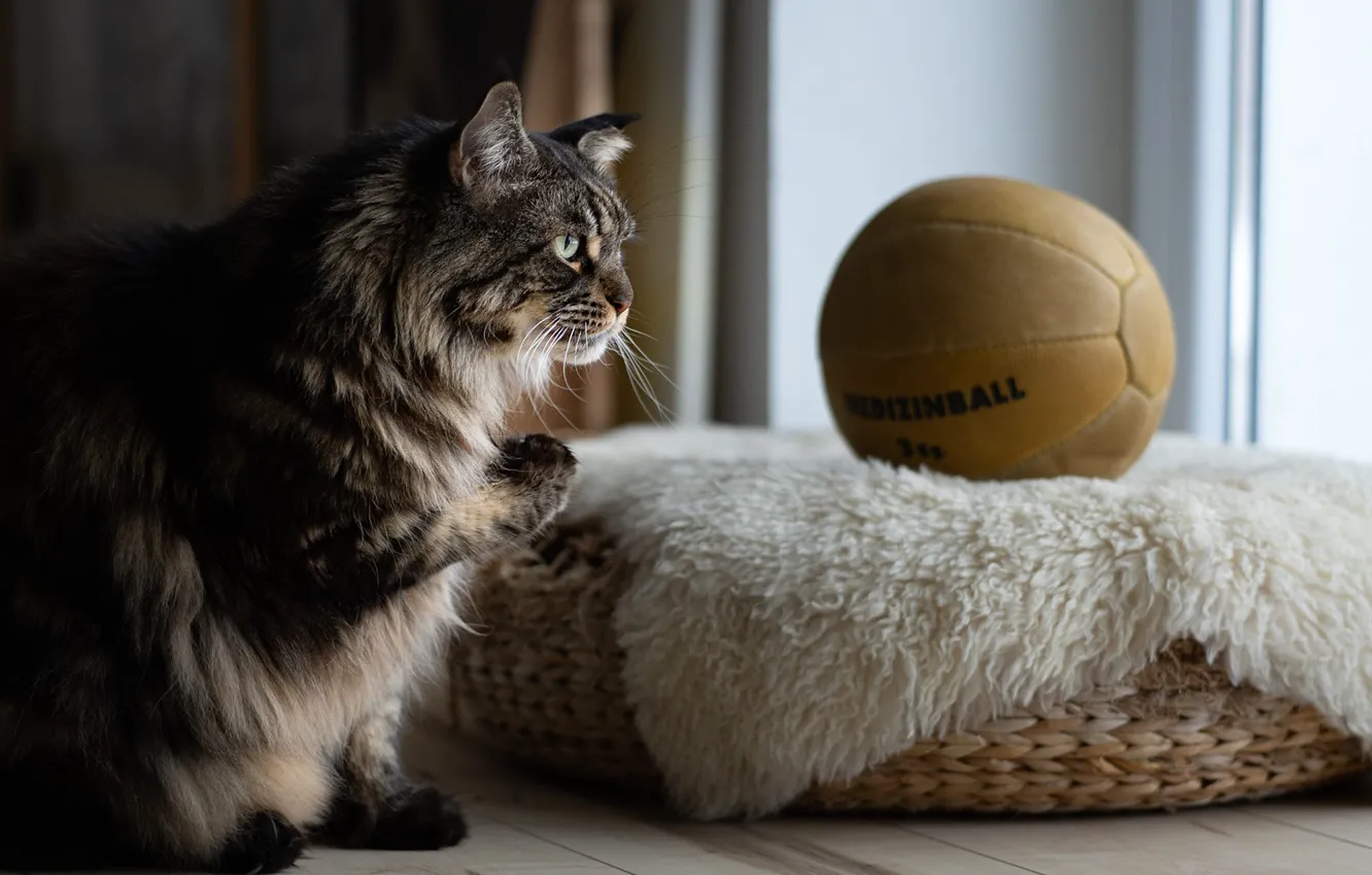 Photo wallpaper cat, cat, look, face, pose, grey, room, the ball