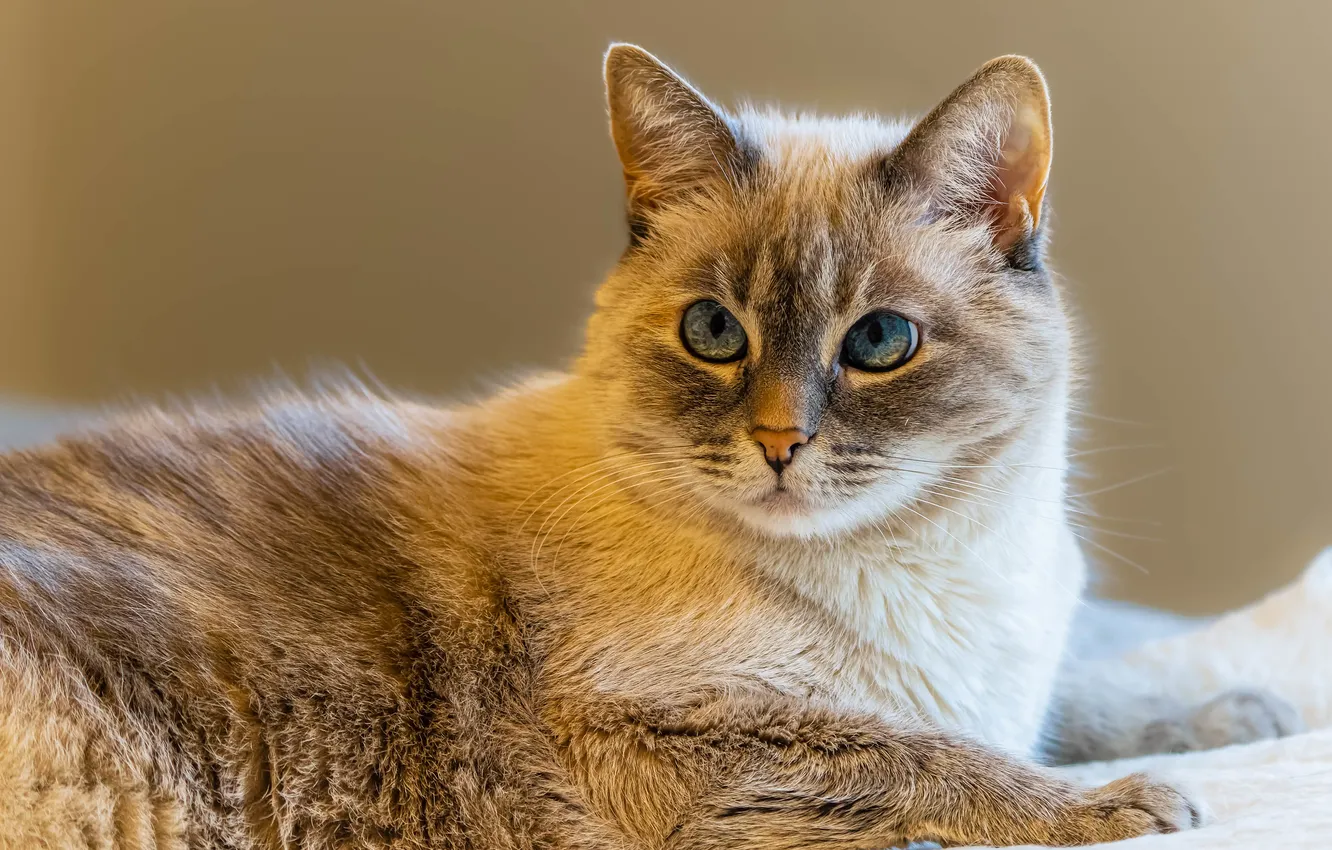 Photo wallpaper cat, cat, fur