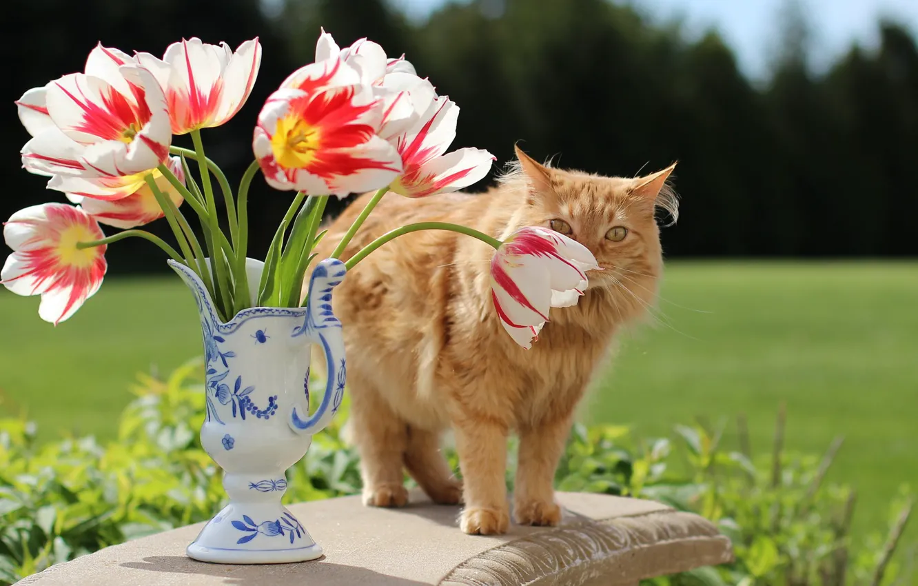 Photo wallpaper greens, cat, cat, look, flowers, table, glade, bouquet