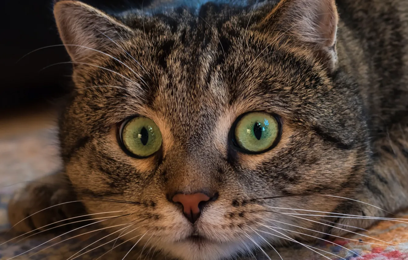 Photo wallpaper cat, look, face, Kote, eyes, cat
