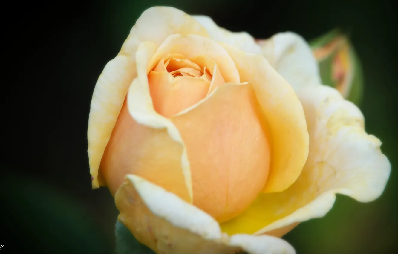 Photo wallpaper for girls, beautiful flower, For the soul