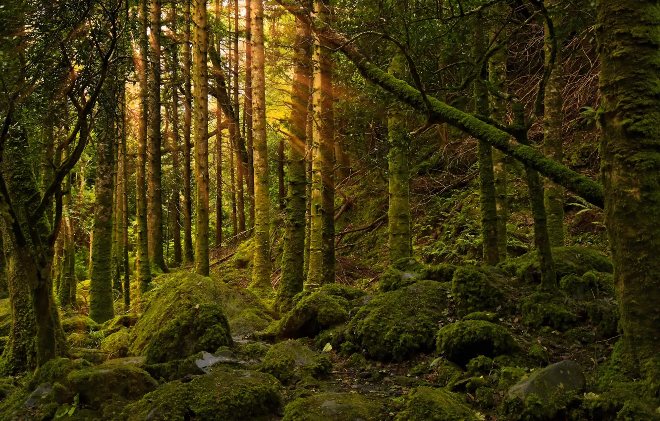 Photo wallpaper forest, light, nature, stones, moss