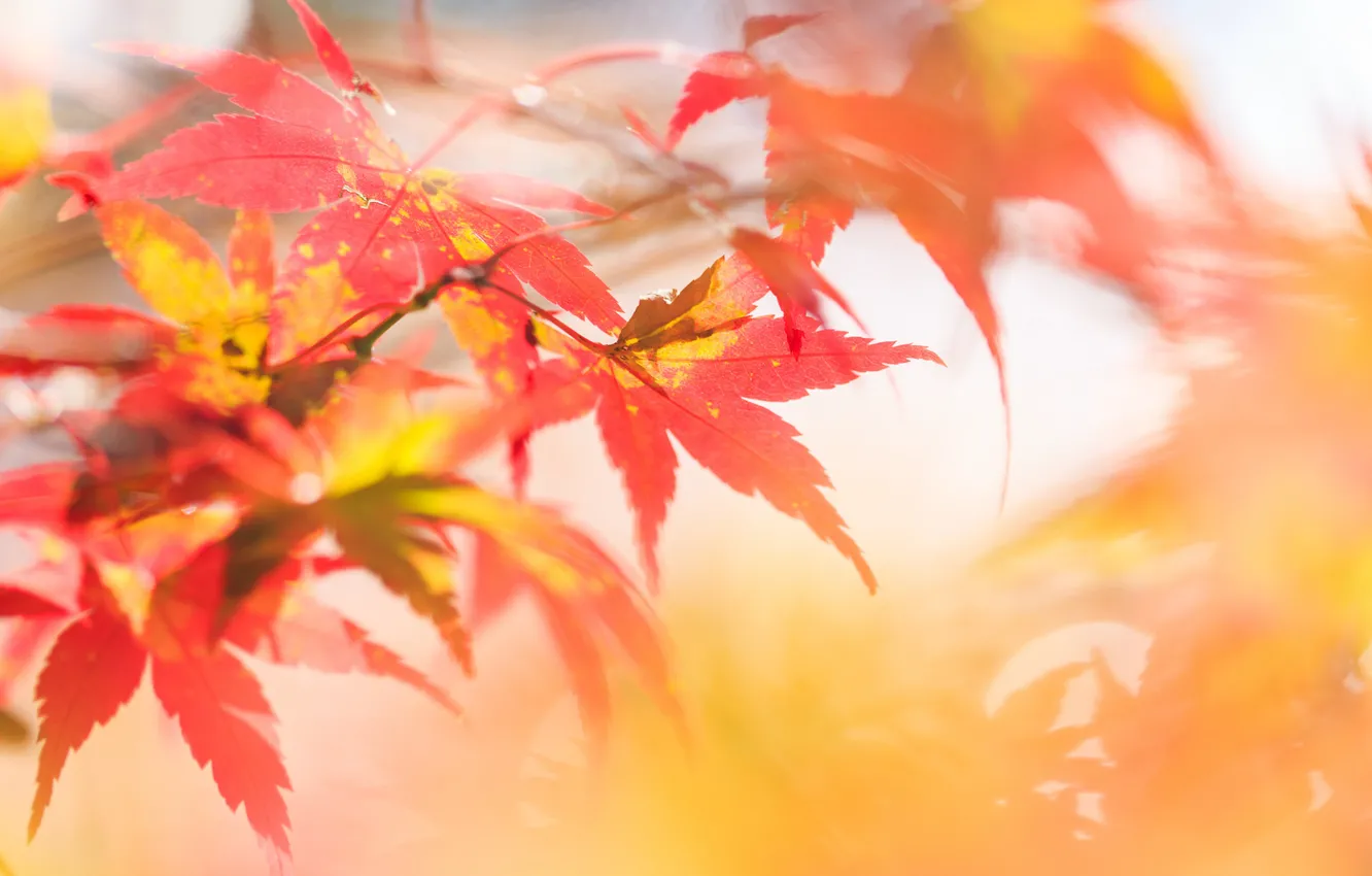 Photo wallpaper autumn, leaves, focus, branch