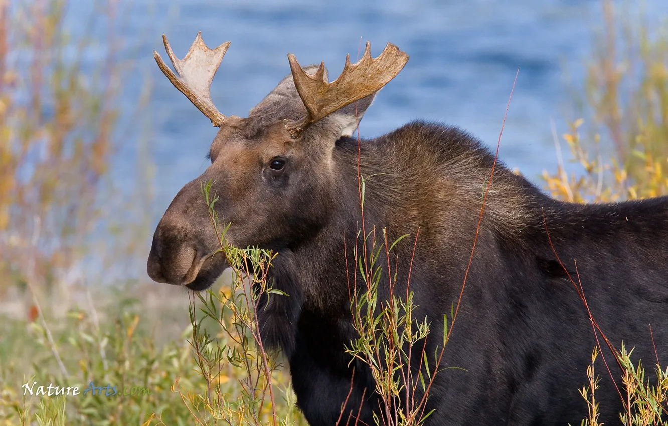 Photo wallpaper Canada, animal, wildlife, Moose