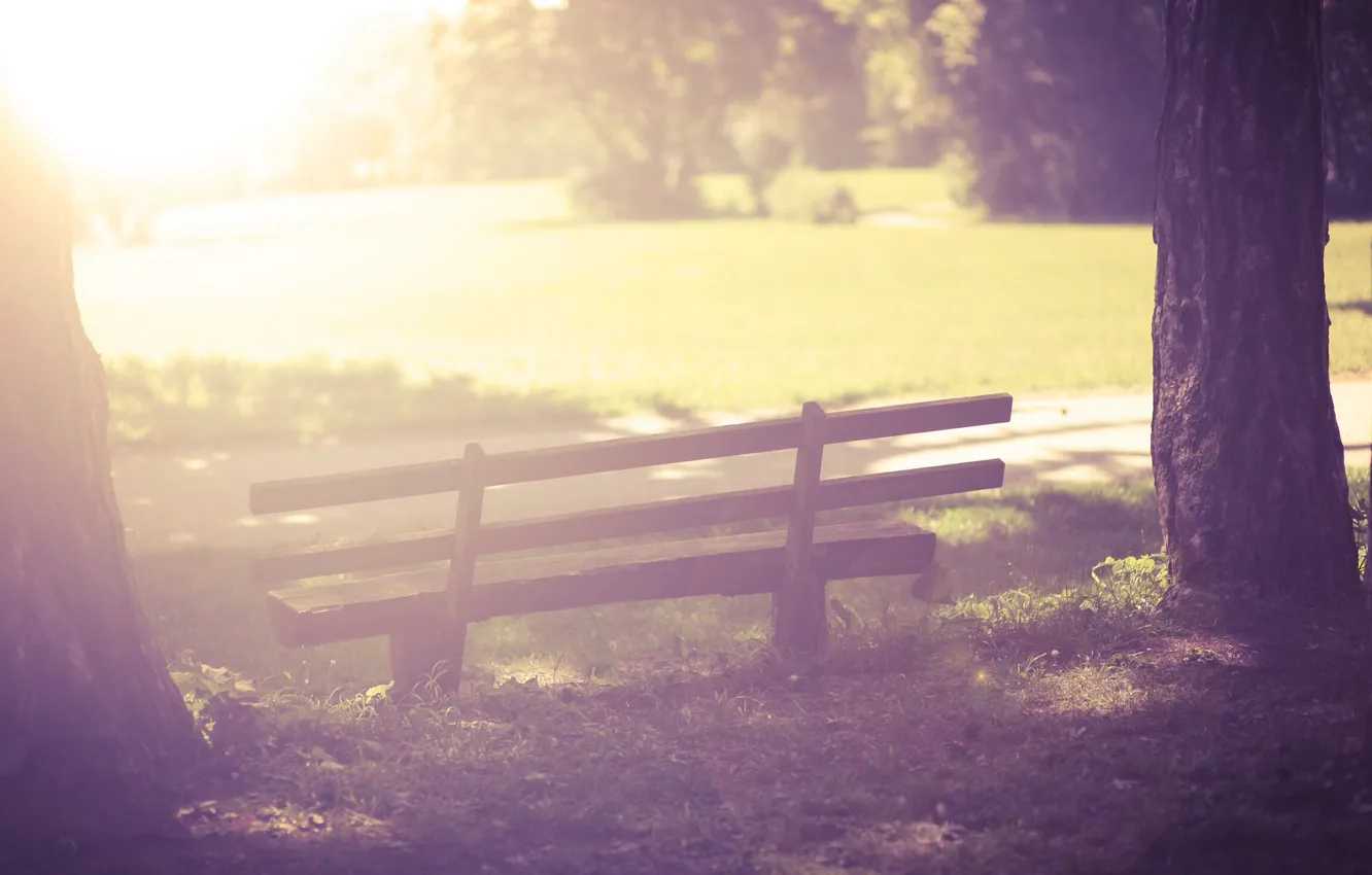 Photo wallpaper greens, grass, the sun, trees, bench, nature, background, tree