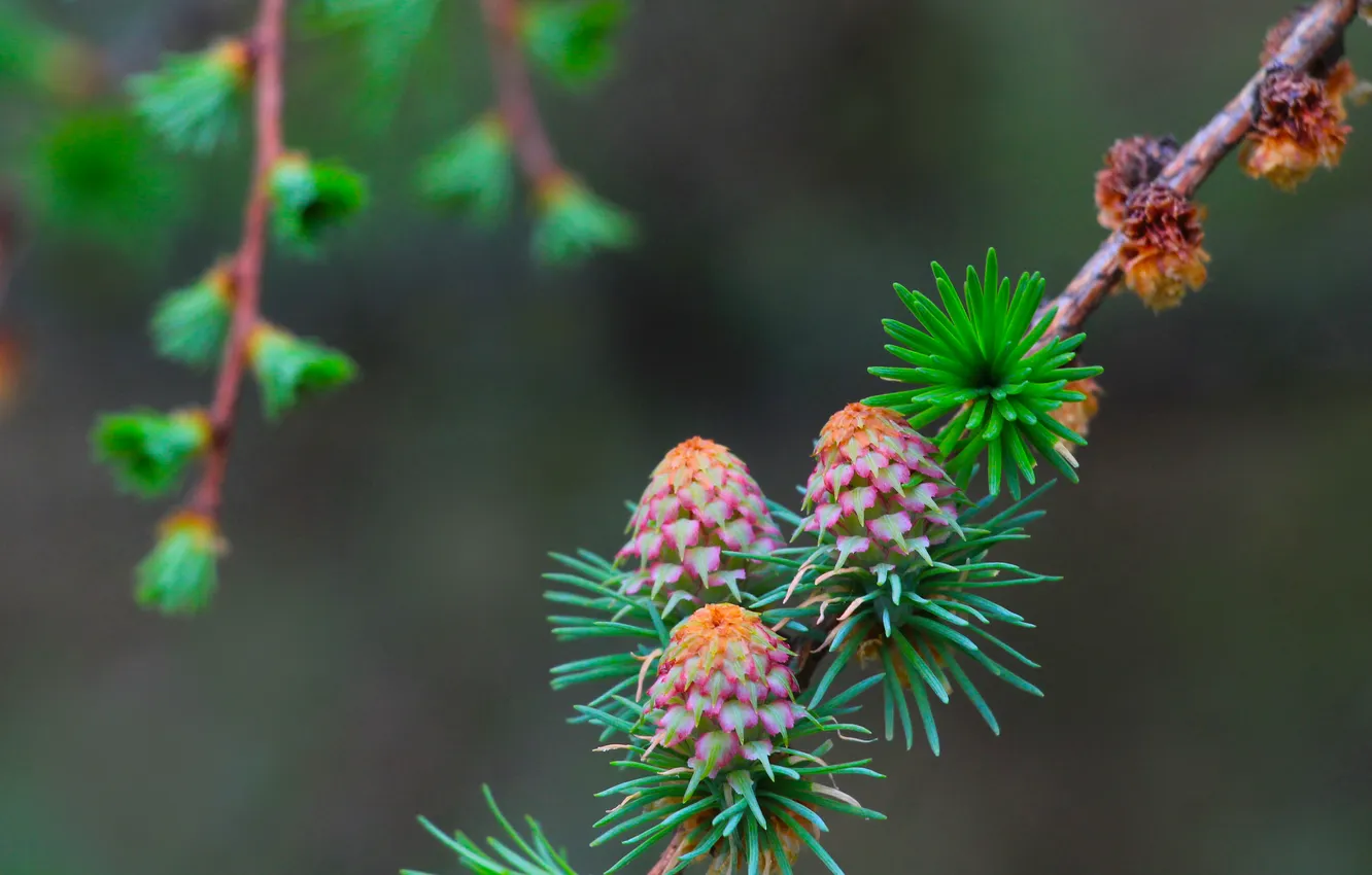 Photo wallpaper spring, cones, pine, twig