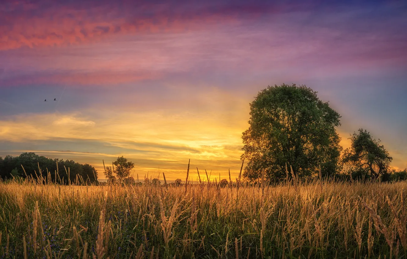 Photo wallpaper field, trees, sunset