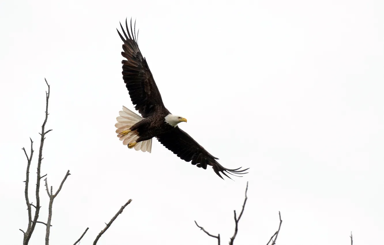 Photo wallpaper flight, bird, eagle