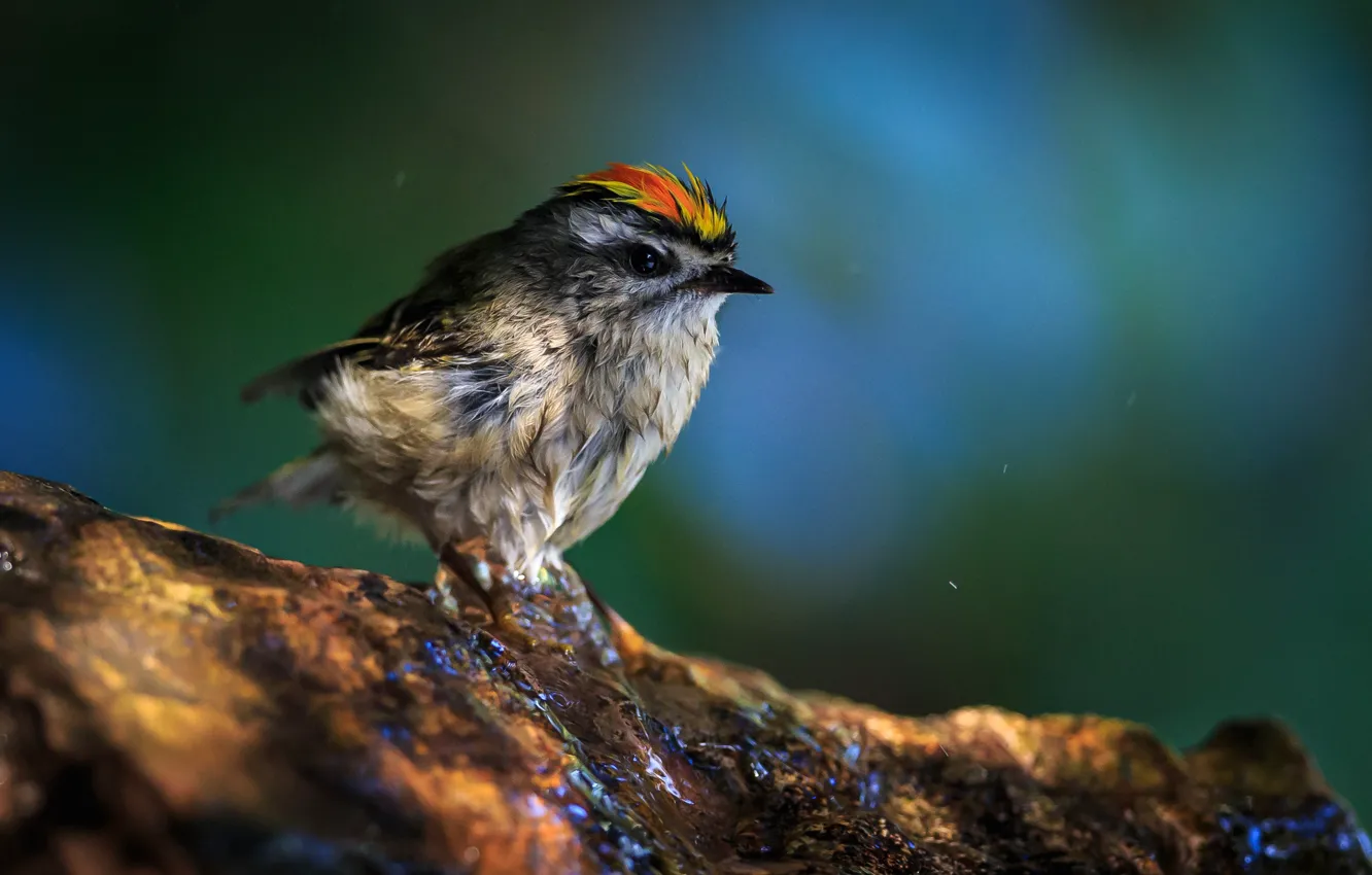 Photo wallpaper water, stones, bird, wet, bird, blue background, Wren, zolotogolovuyu Wren