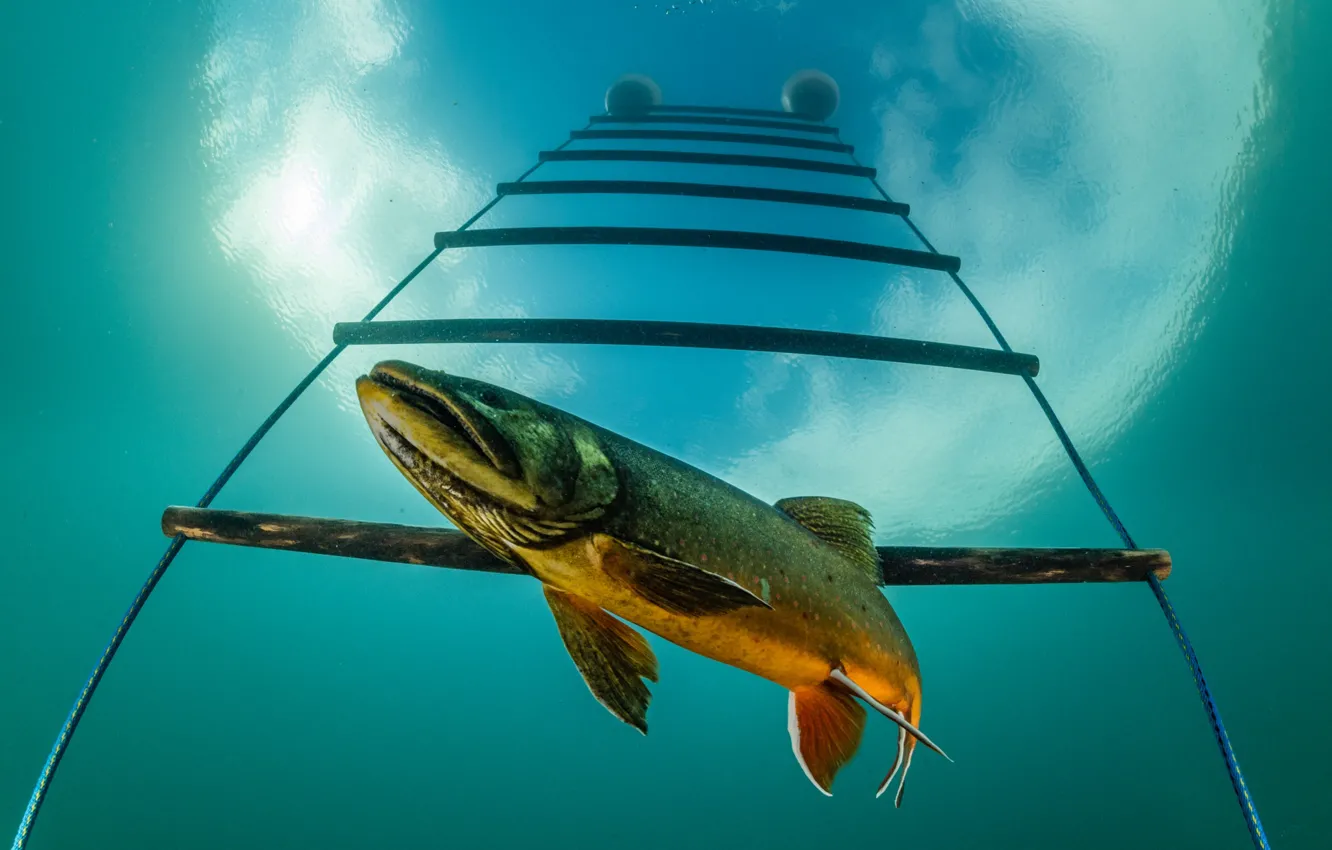 Photo wallpaper sea, water, fish, ladder, underwater world