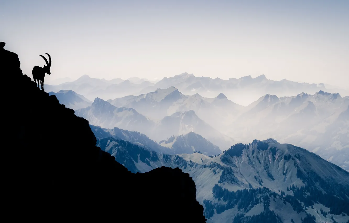 Photo wallpaper mountains, Switzerland, silhouette, Alps, mountain goat, Vanilla Noir