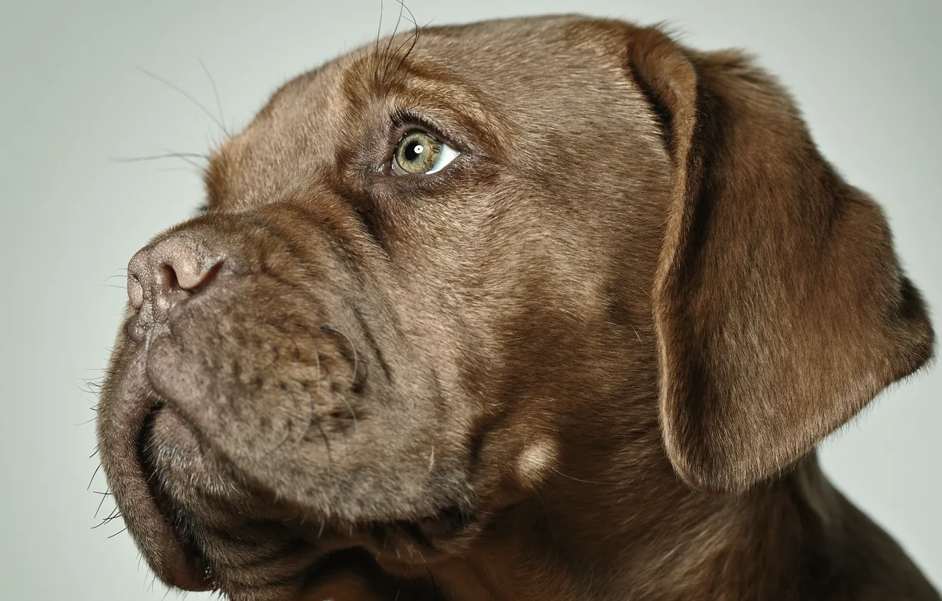 Photo wallpaper face, each, dog