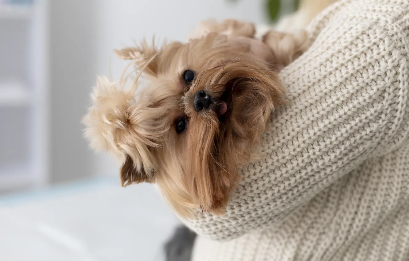 Photo wallpaper dog, look, face, puppy, language, hairstyle