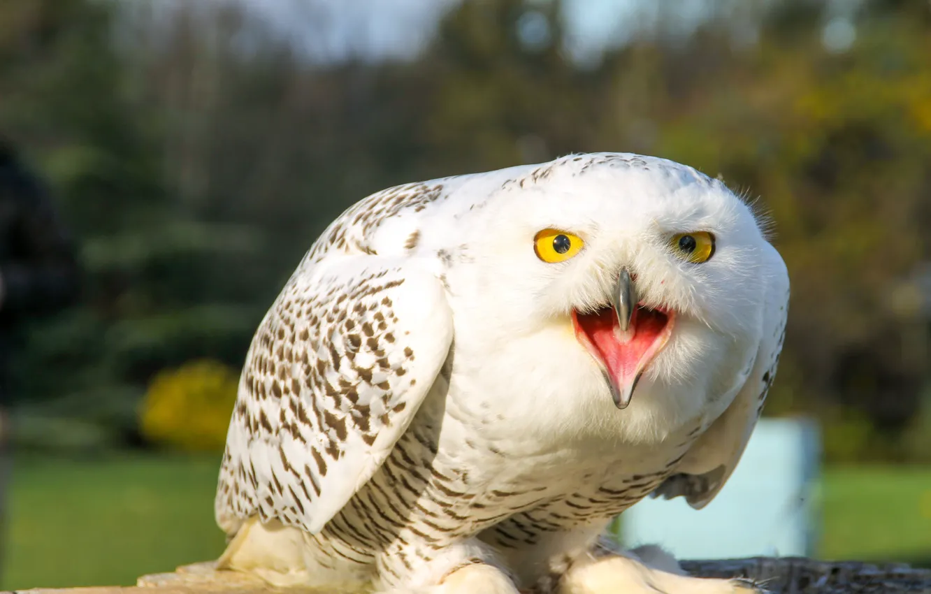 Photo wallpaper white, nature, owl, bird, snowy owl