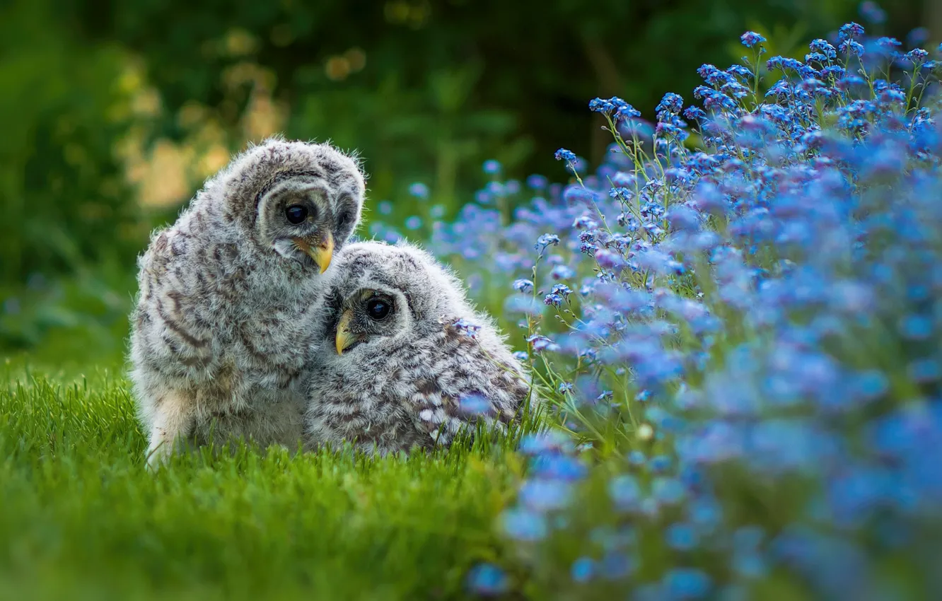 Photo wallpaper grass, flowers, nature, owl, bird, baby