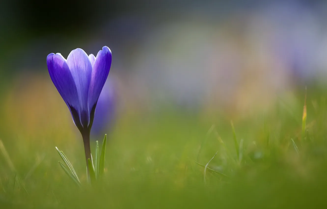 Photo wallpaper grass, flowers, blue, crocuses