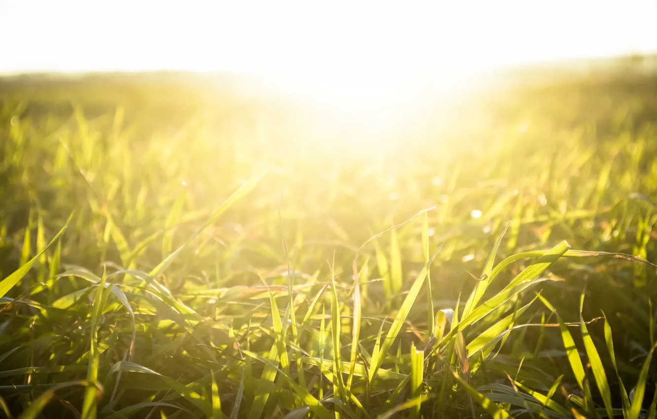 Photo wallpaper grass, the sun, light, sunset, nature, plant