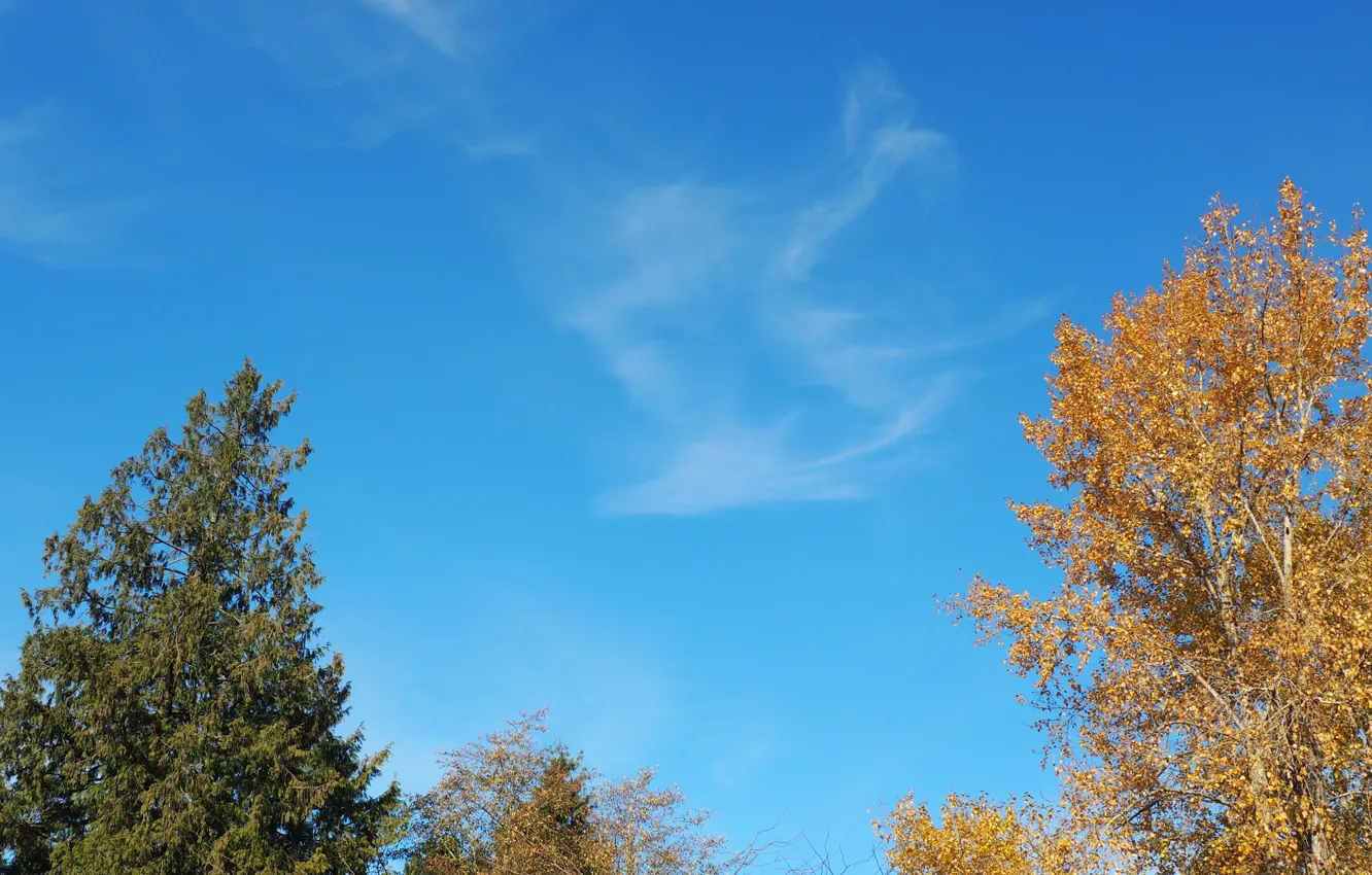 Photo wallpaper sky, trees, nature