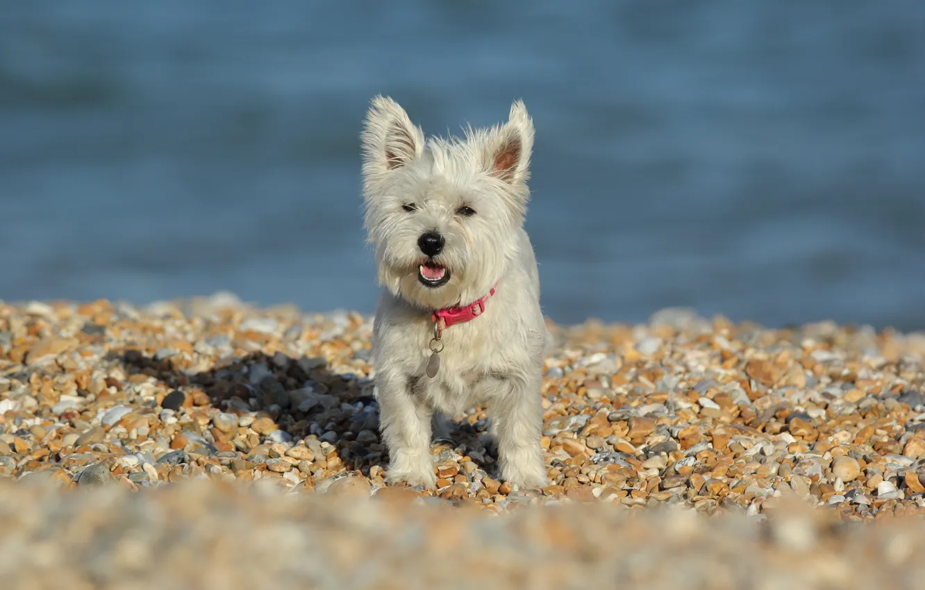 Photo wallpaper stones, dog, The West highland white Terrier