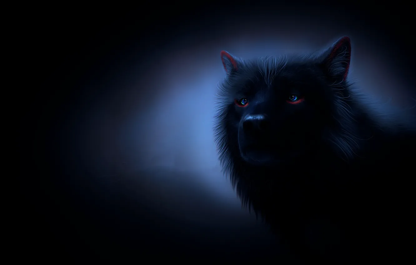 Photo wallpaper look, night, wolf