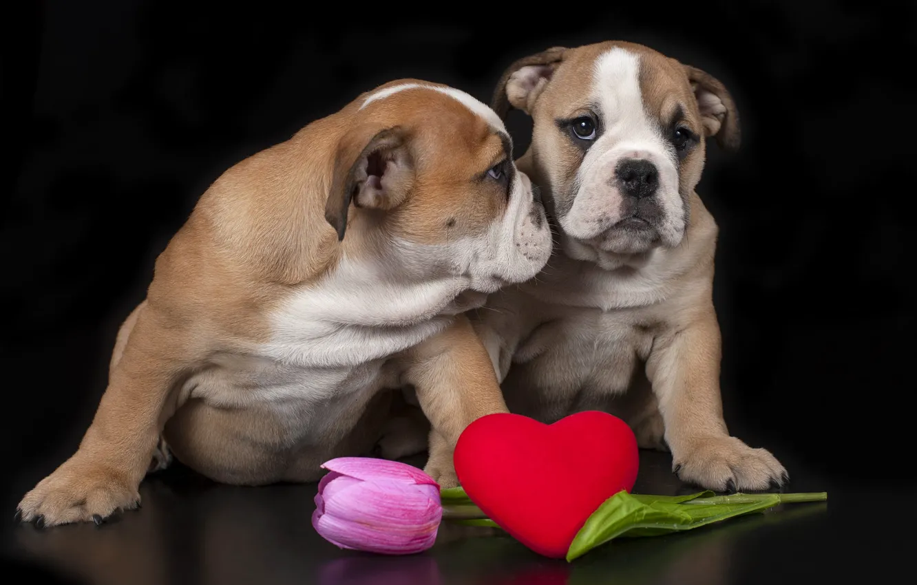 Photo wallpaper look, love, flowers, pose, heart, dog, spring, baby