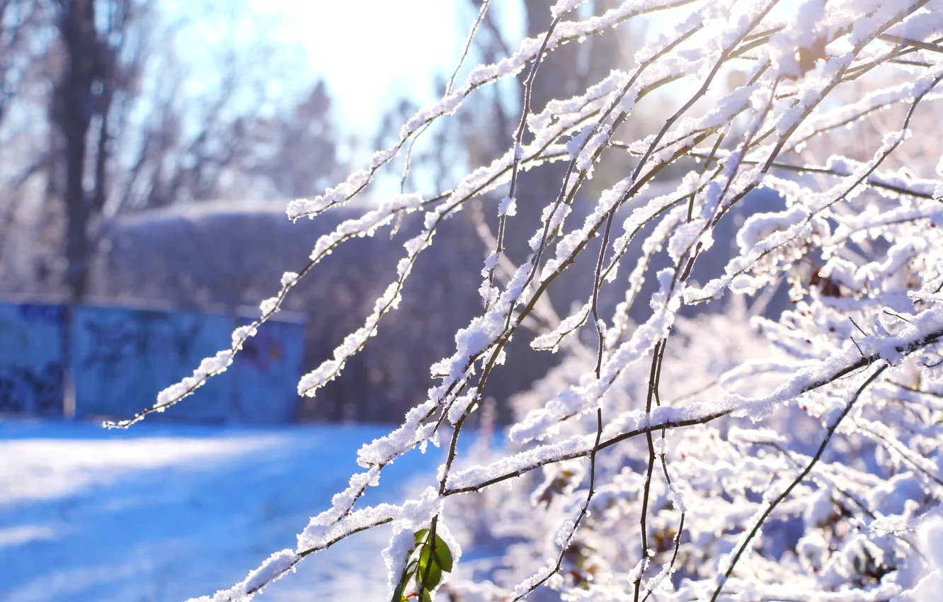 Photo wallpaper forest, park, winter, snow, twig