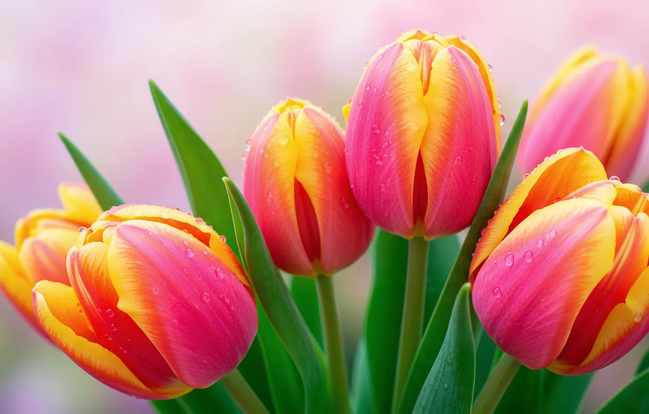 Photo wallpaper bouquet, tulips, wallpaper, March 8, tulips, bouquet, March 8