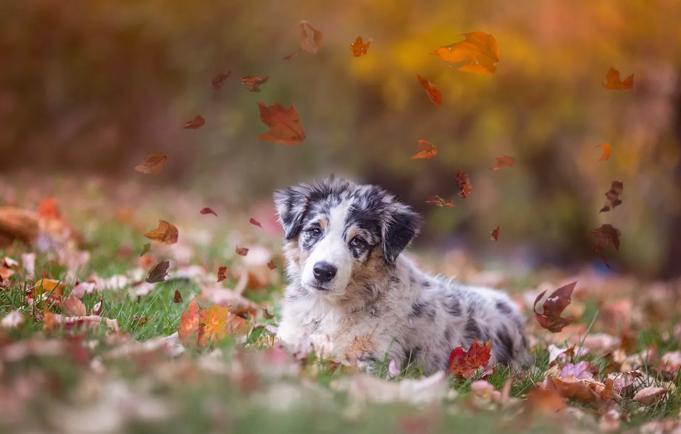 Photo wallpaper autumn, leaves, dog, puppy, Australian shepherd, Aussie