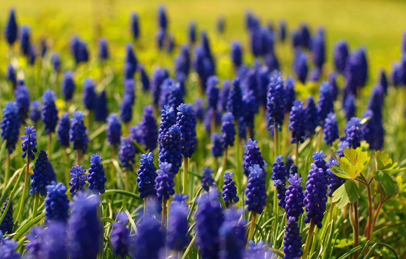 Photo wallpaper flowers, blue, nature, spring, Muscari, Muscari