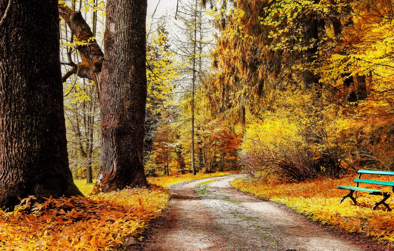 Photo wallpaper autumn, leaves, trees, bench, yellow, Park, track, gold