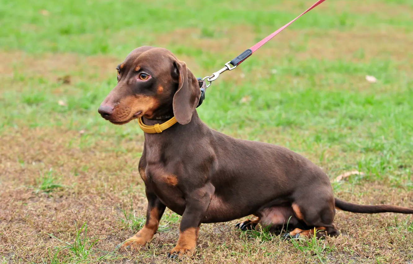 Photo wallpaper grass, dog, Dachshund, leash, dog