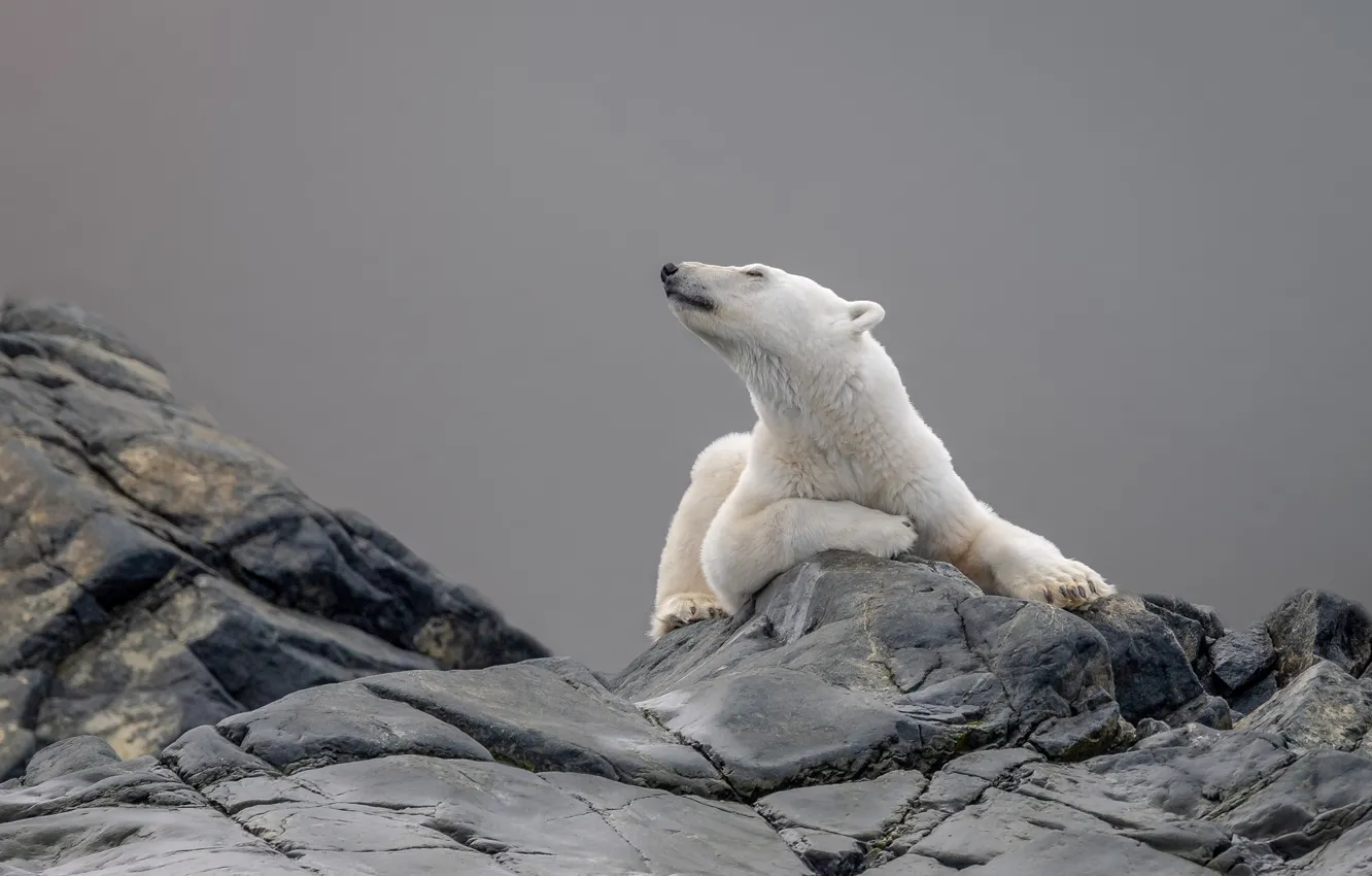 Photo wallpaper white, look, face, pose, stones, grey, background, bear