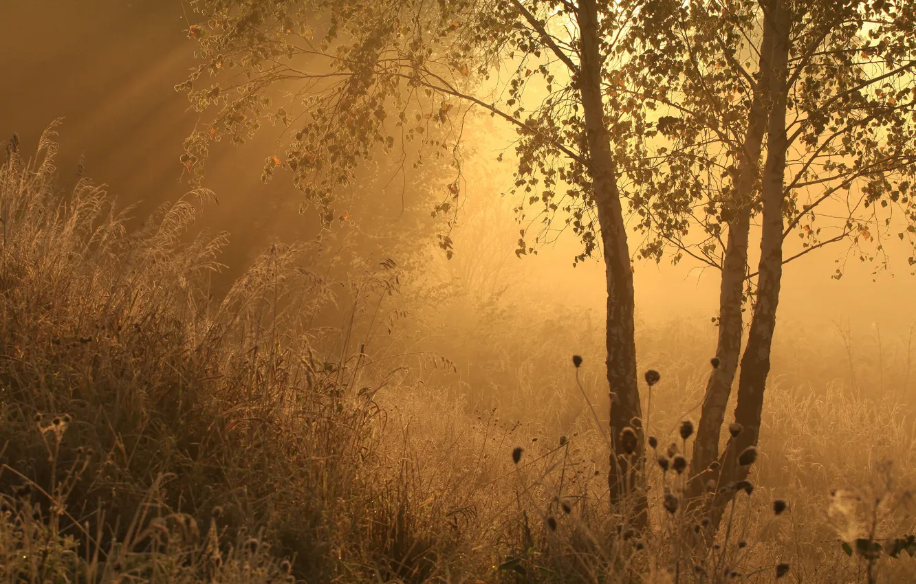 Photo wallpaper grass, fog, morning, birch