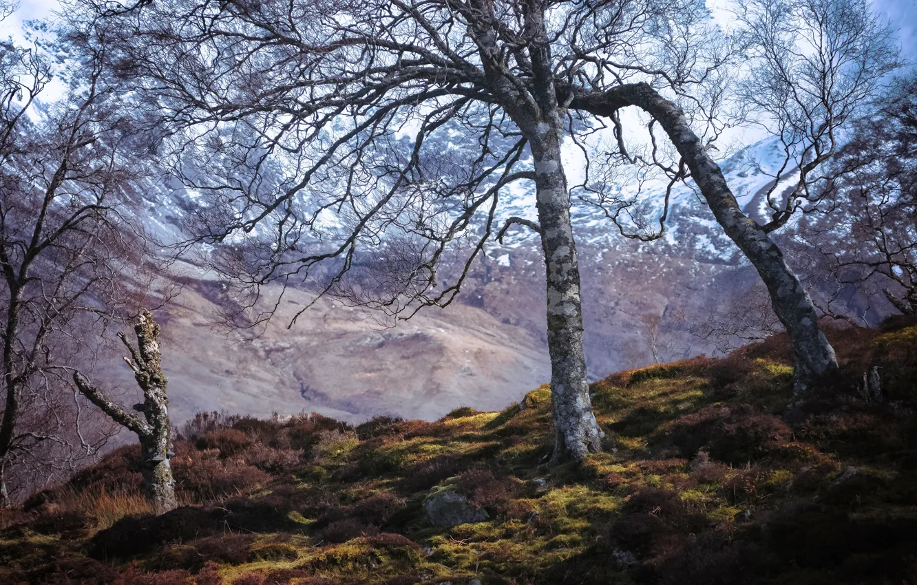 Photo wallpaper autumn, the sky, snow, trees, mountains, branches, hills, England
