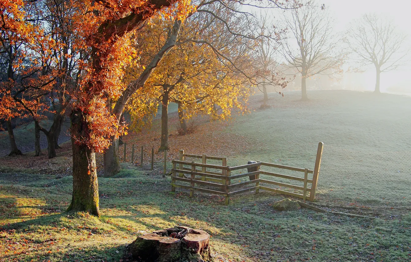 Photo wallpaper frost, autumn, trees, stump, fence, hill, freezing