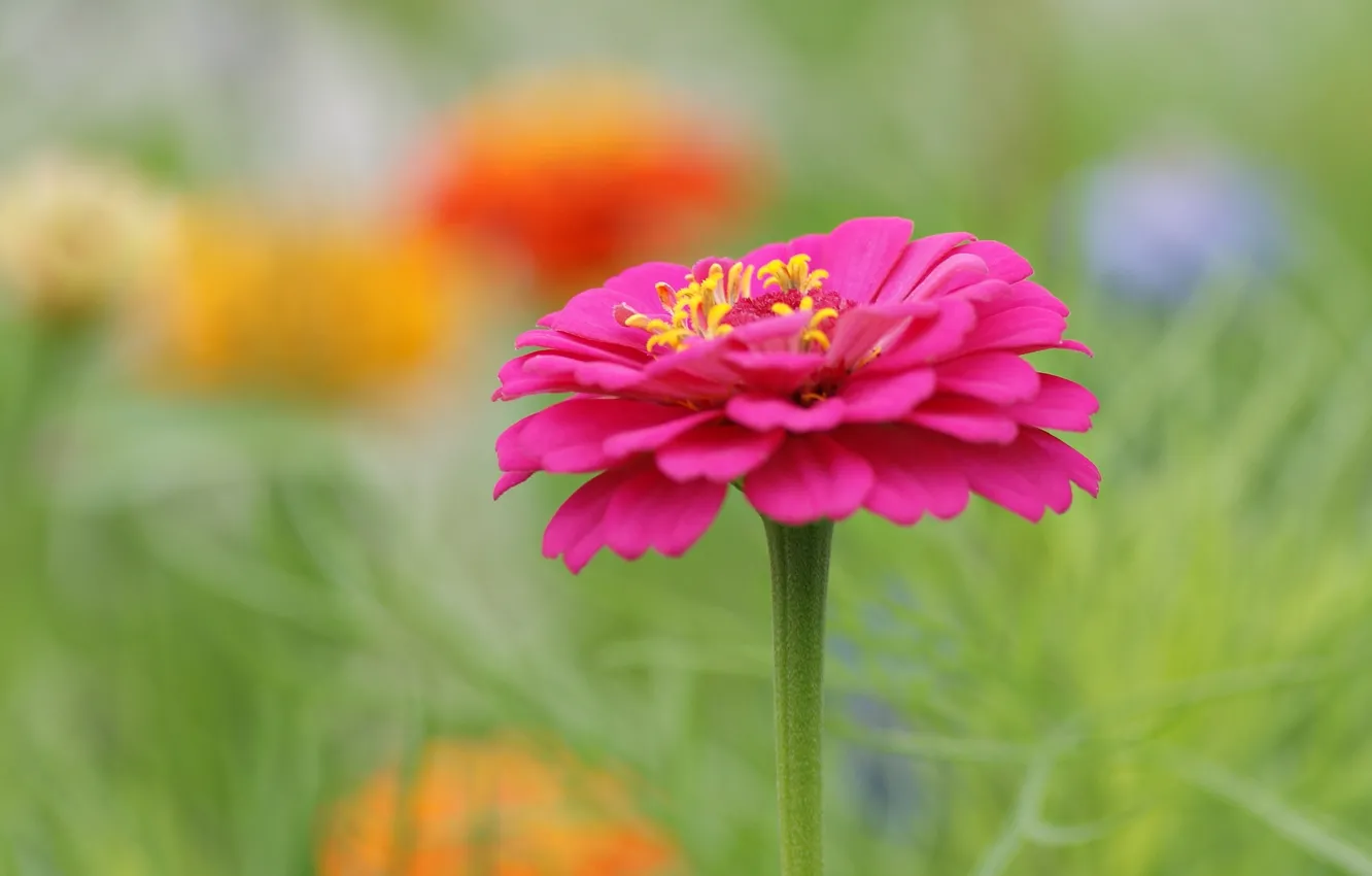 Photo wallpaper flower, flowers, pink, blur, flowerbed