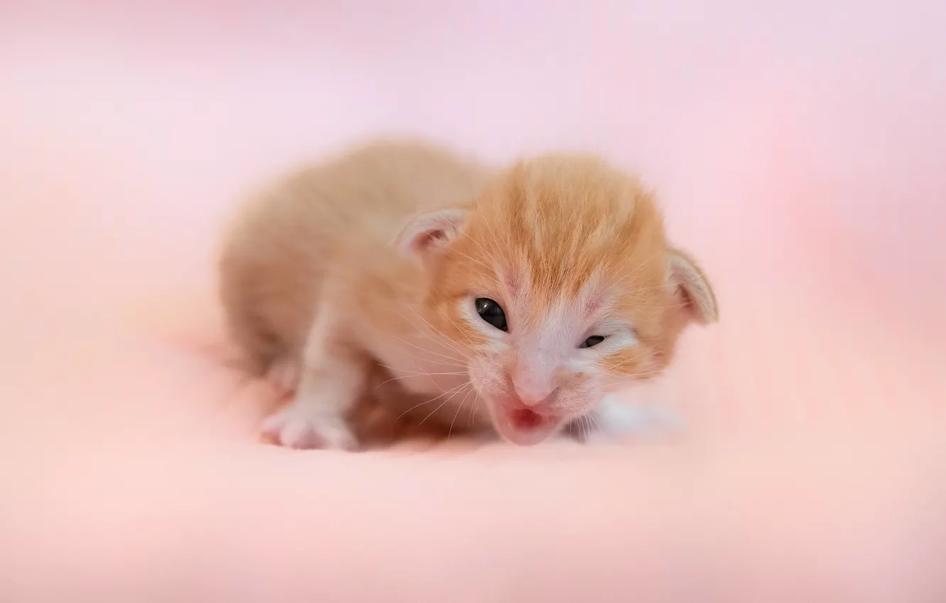 Photo wallpaper cat, pose, baby, muzzle, red, kitty, pink background, newborn