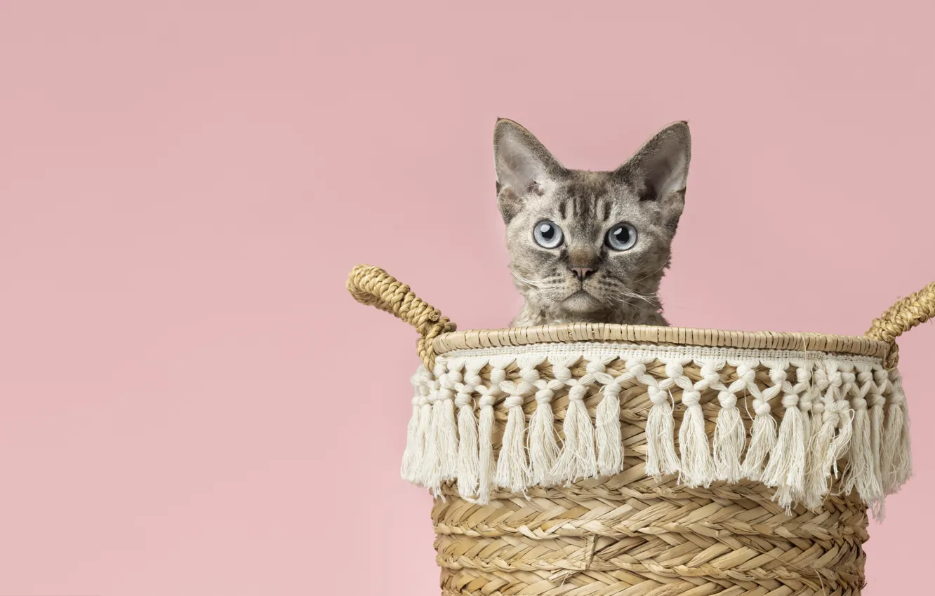Photo wallpaper cat, cat, face, basket, pink background, Peeps