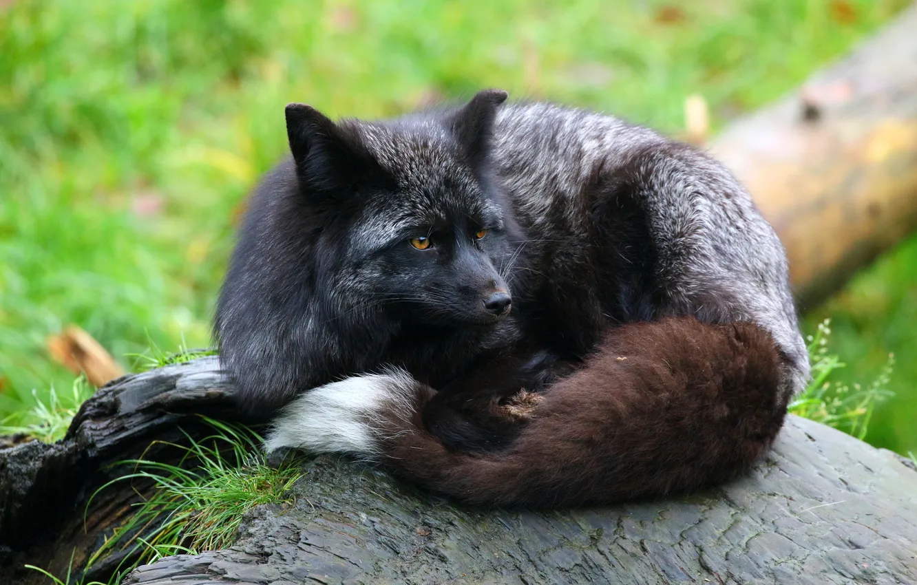 Photo wallpaper look, face, nature, black, stump, Fox, tail, lies