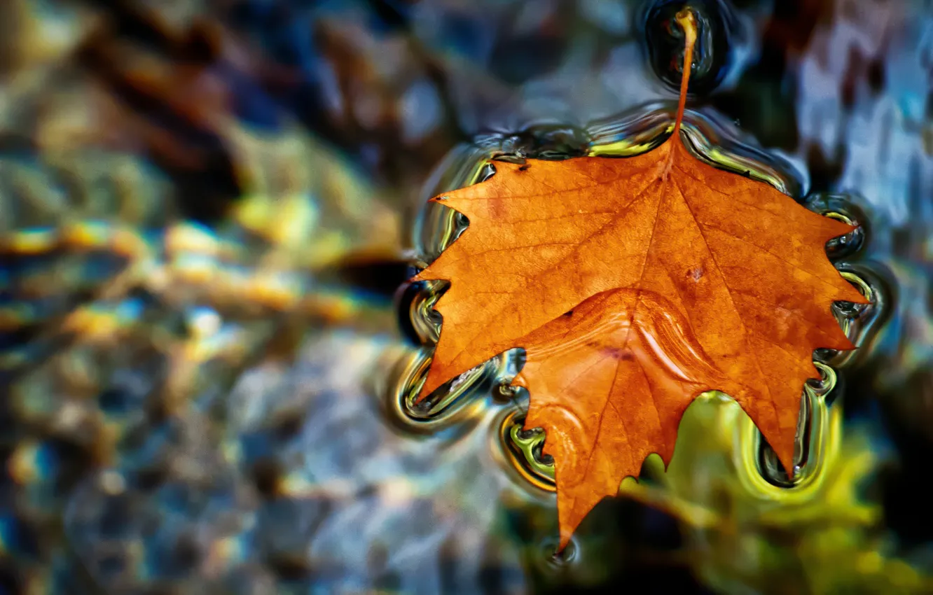 Photo wallpaper autumn, water, sheet